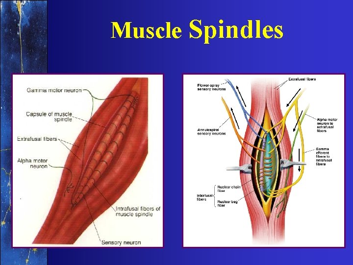 Muscle Spindles 