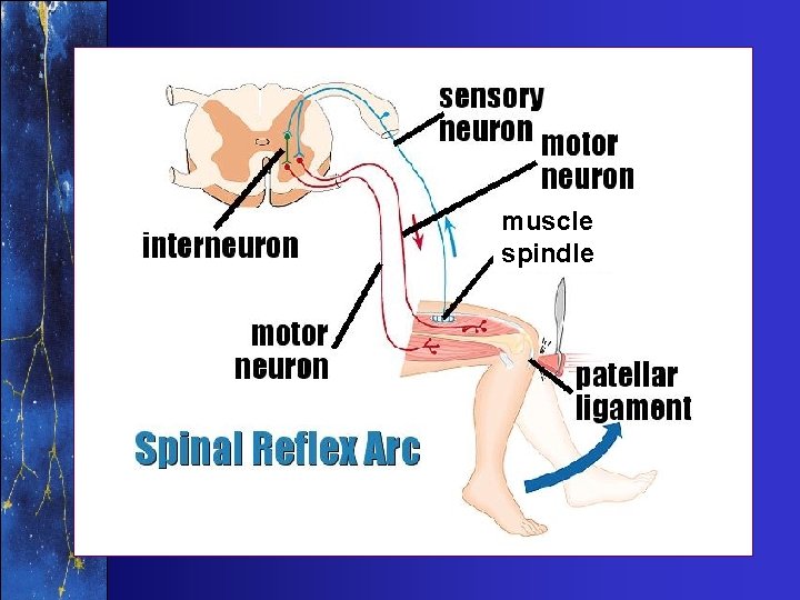 muscle spindle 