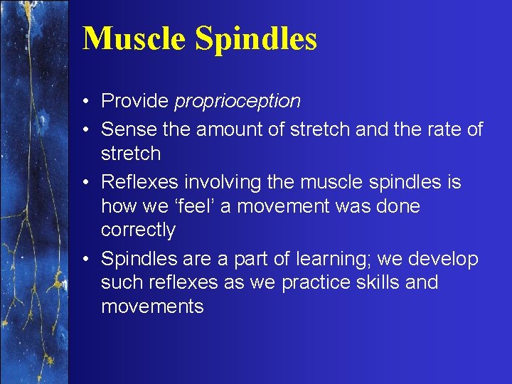 Muscle Spindles • Provide proprioception • Sense the amount of stretch and the rate