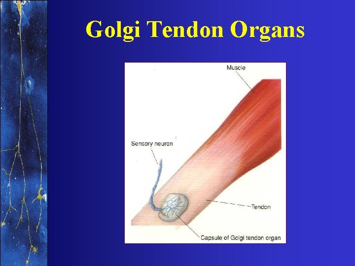 Golgi Tendon Organs 