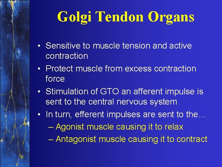 Golgi Tendon Organs • Sensitive to muscle tension and active contraction • Protect muscle