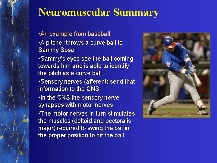 Neuromuscular Summary • An example from baseball. • A pitcher throws a curve ball