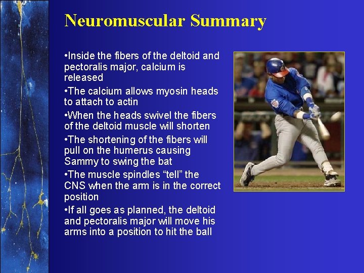 Neuromuscular Summary • Inside the fibers of the deltoid and pectoralis major, calcium is
