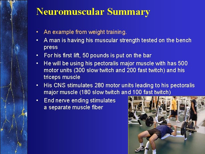 Neuromuscular Summary • An example from weight training. • A man is having his