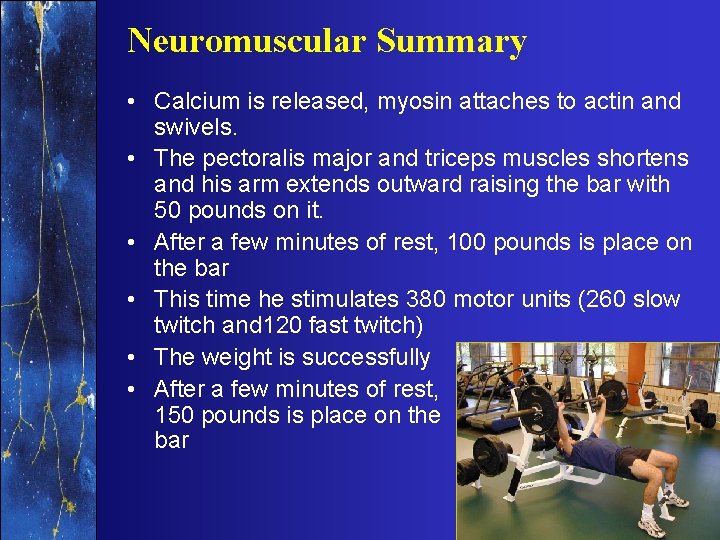 Neuromuscular Summary • Calcium is released, myosin attaches to actin and swivels. • The