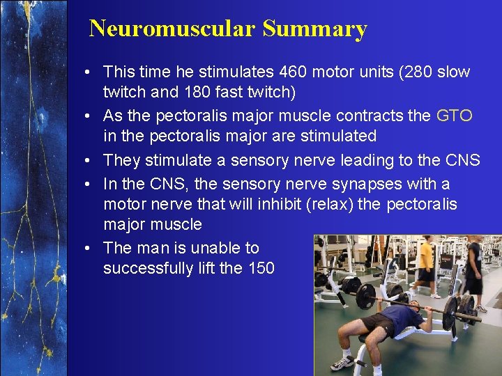 Neuromuscular Summary • This time he stimulates 460 motor units (280 slow twitch and