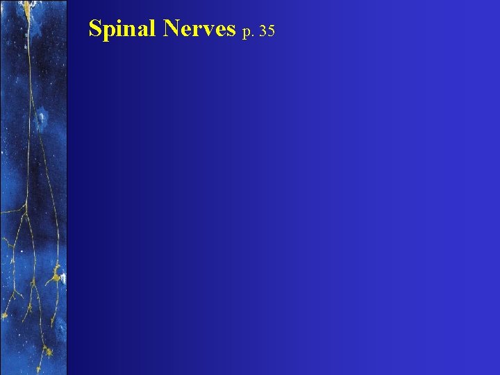 Spinal Nerves p. 35 