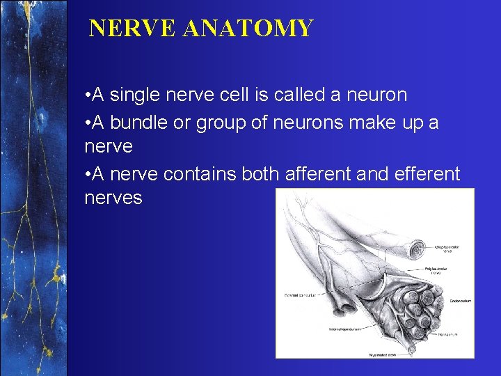 NERVE ANATOMY • A single nerve cell is called a neuron • A bundle