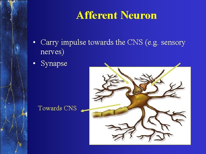 Afferent Neuron • Carry impulse towards the CNS (e. g. sensory nerves) • Synapse