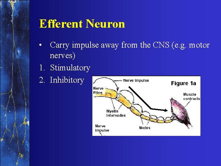 Efferent Neuron • Carry impulse away from the CNS (e. g. motor nerves) 1.