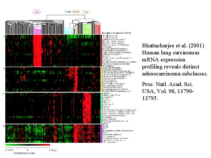 Bhattacharjee et al. (2001) Human lung carcinomas m. RNA expression profiling reveals distinct adenocarcinoma