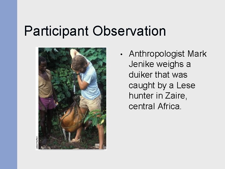 Participant Observation • Anthropologist Mark Jenike weighs a duiker that was caught by a Participant Observation • Anthropologist Mark Jenike weighs a duiker that was caught by a