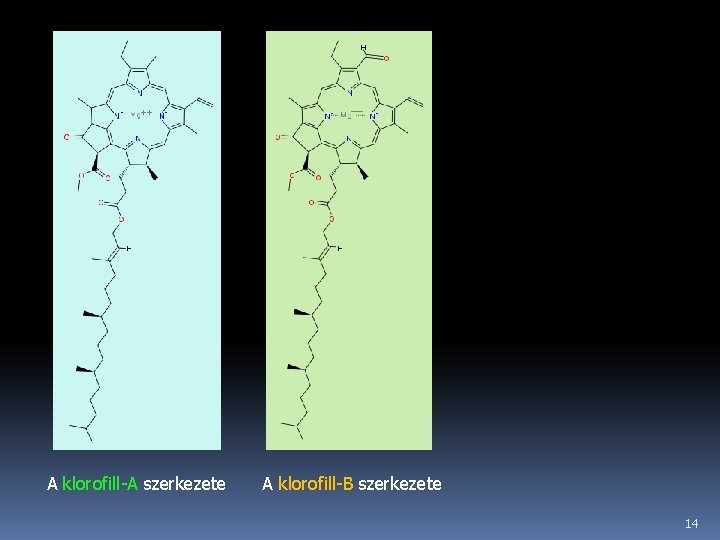 A klorofill-A szerkezete A klorofill-B szerkezete 14 