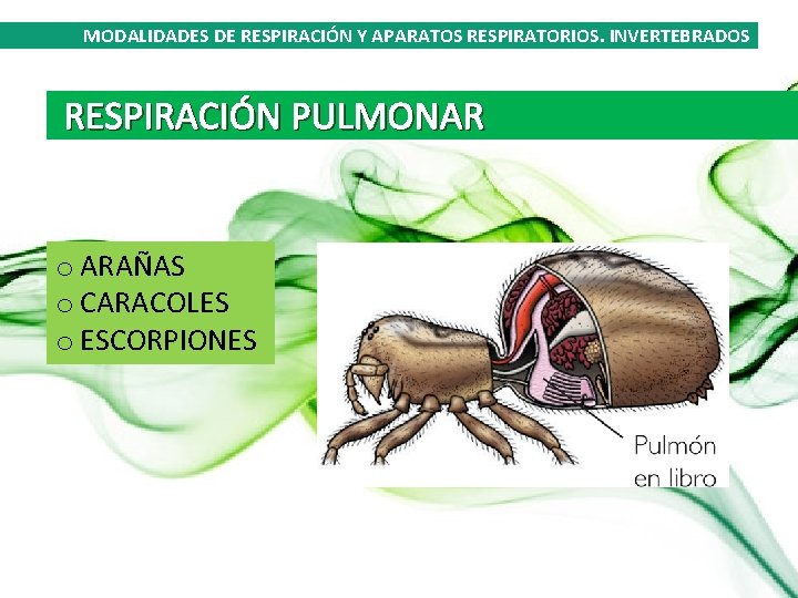 MODALIDADES DE RESPIRACIÓN Y APARATOS RESPIRATORIOS. INVERTEBRADOS RESPIRACIÓN PULMONAR o ARAÑAS o CARACOLES o