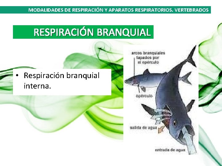 MODALIDADES DE RESPIRACIÓN Y APARATOS RESPIRATORIOS. VERTEBRADOS RESPIRACIÓN BRANQUIAL • Respiración branquial interna. 