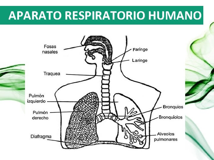 APARATO RESPIRATORIO HUMANO 