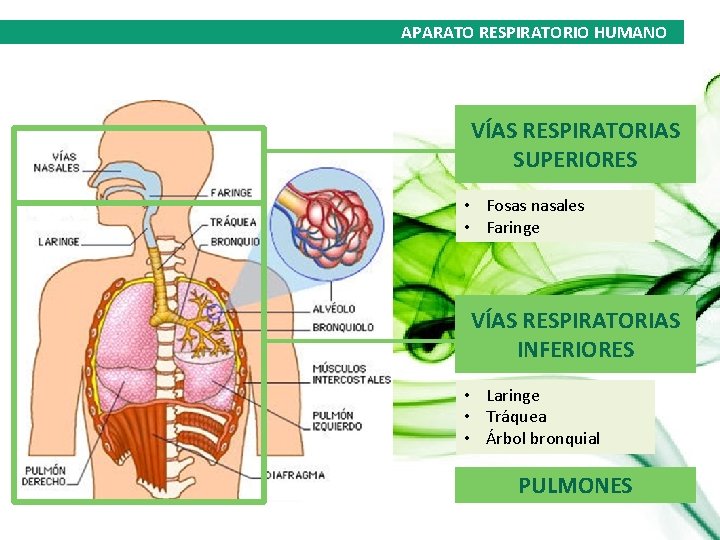 APARATO RESPIRATORIO HUMANO VÍAS RESPIRATORIAS SUPERIORES • Fosas nasales • Faringe VÍAS RESPIRATORIAS INFERIORES