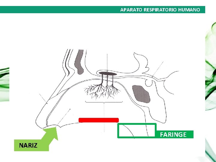 APARATO RESPIRATORIO HUMANO FARINGE NARIZ 