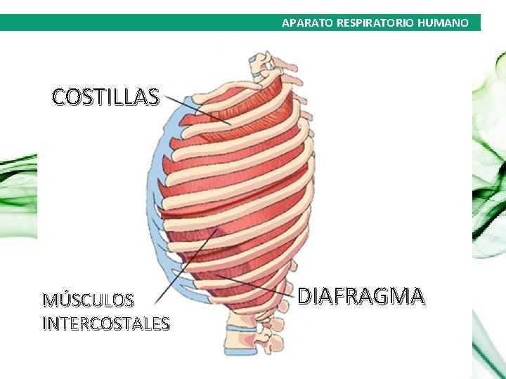 APARATO RESPIRATORIO HUMANO COSTILLAS MÚSCULOS INTERCOSTALES DIAFRAGMA 