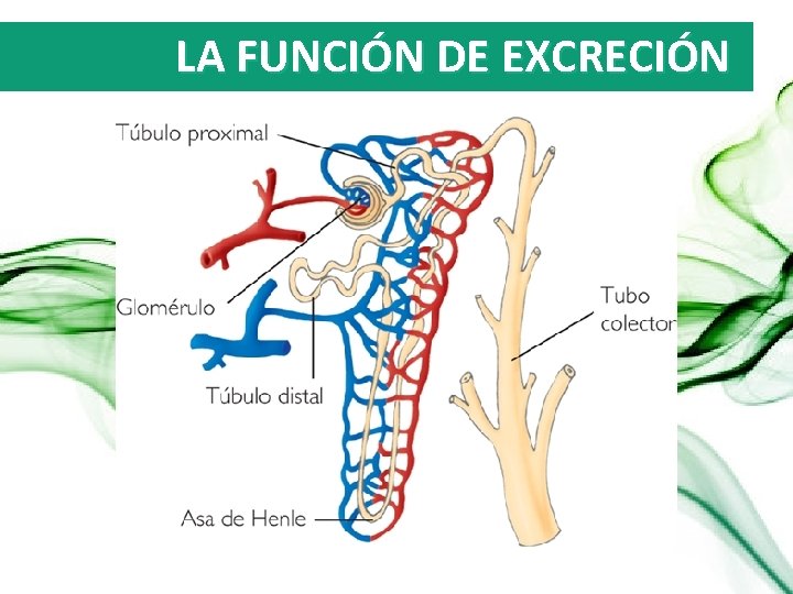 LA FUNCIÓN DE EXCRECIÓN 