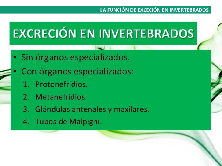 LA FUNCIÓN DE EXCECIÓN EN INVERTEBRADOS EXCRECIÓN EN INVERTEBRADOS • Sin órganos especializados. •