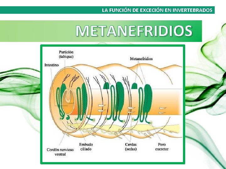 LA FUNCIÓN DE EXCECIÓN EN INVERTEBRADOS METANEFRIDIOS 