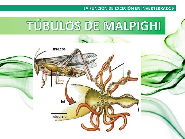 LA FUNCIÓN DE EXCECIÓN EN INVERTEBRADOS TÚBULOS DE MALPIGHI 