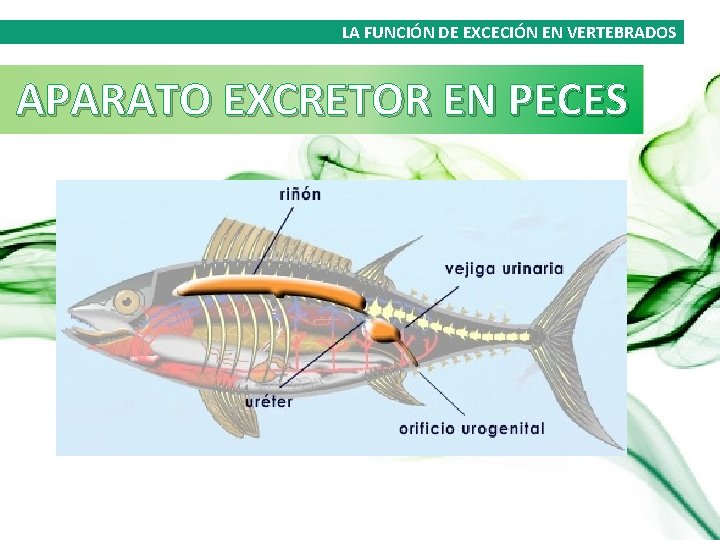 LA FUNCIÓN DE EXCECIÓN EN VERTEBRADOS APARATO EXCRETOR EN PECES 