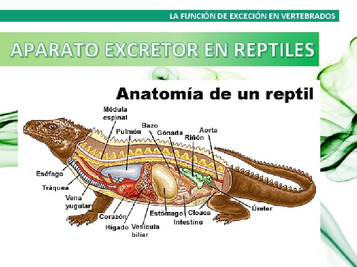 LA FUNCIÓN DE EXCECIÓN EN VERTEBRADOS APARATO EXCRETOR EN REPTILES 