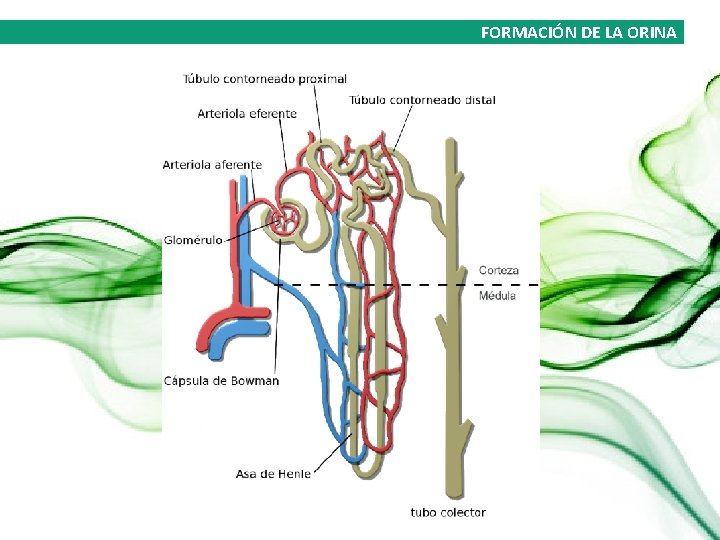 FORMACIÓN DE LA ORINA 
