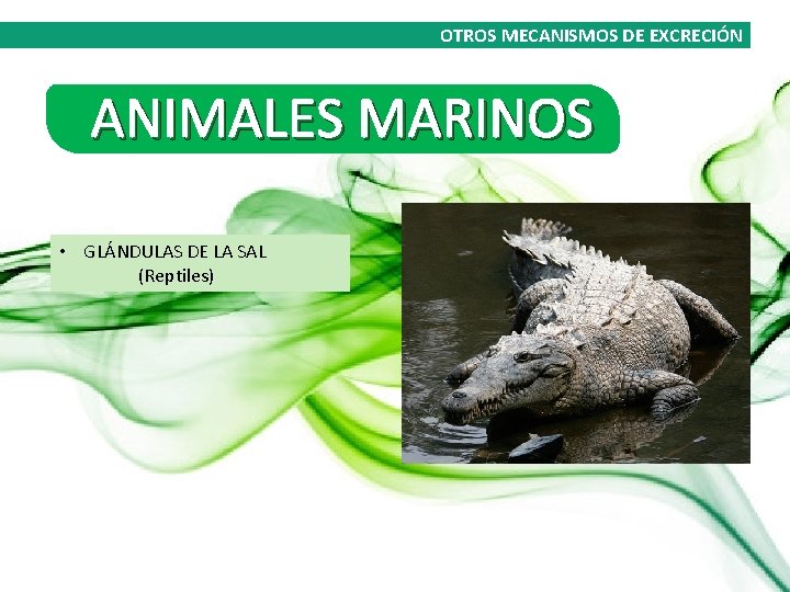 OTROS MECANISMOS DE EXCRECIÓN ANIMALES MARINOS • GLÁNDULAS DE LA SAL (Reptiles) 