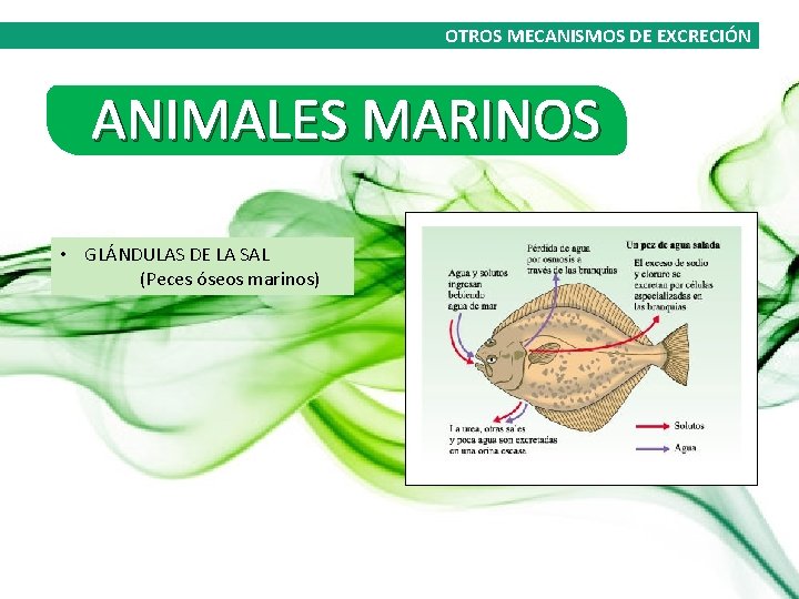 OTROS MECANISMOS DE EXCRECIÓN ANIMALES MARINOS • GLÁNDULAS DE LA SAL (Peces óseos marinos)