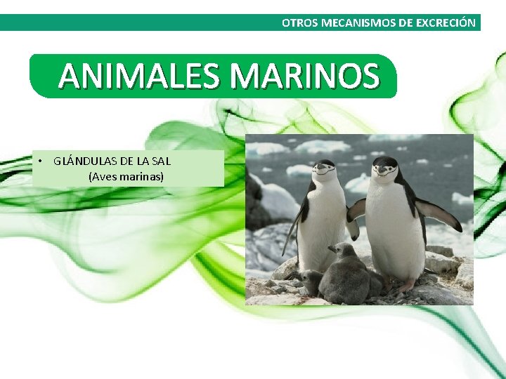 OTROS MECANISMOS DE EXCRECIÓN ANIMALES MARINOS • GLÁNDULAS DE LA SAL (Aves marinas) 