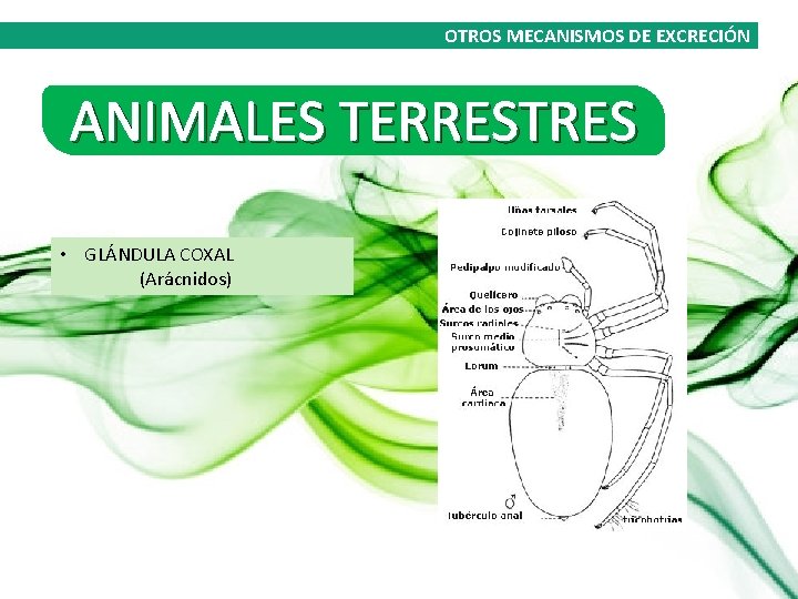 OTROS MECANISMOS DE EXCRECIÓN ANIMALES TERRESTRES • GLÁNDULA COXAL (Arácnidos) 