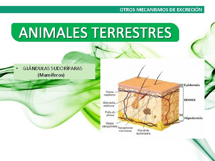 OTROS MECANISMOS DE EXCRECIÓN ANIMALES TERRESTRES • GLÁNDULAS SUDORÍPARAS (Mamíferos) 