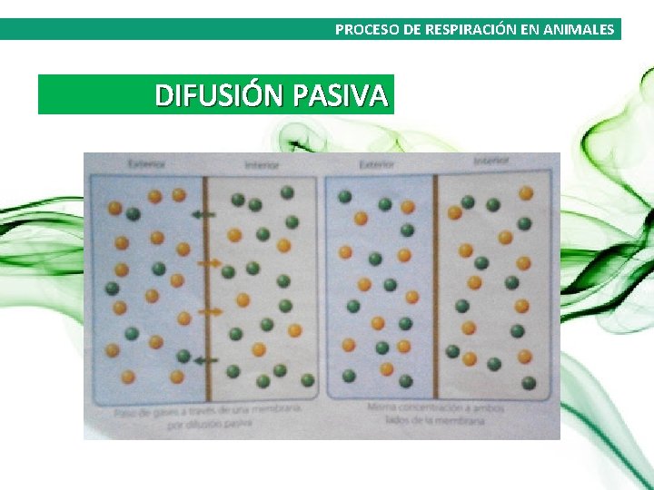 PROCESO DE RESPIRACIÓN EN ANIMALES DIFUSIÓN PASIVA 