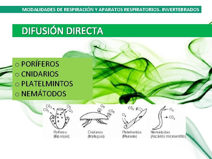 MODALIDADES DE RESPIRACIÓN Y APARATOS RESPIRATORIOS. INVERTEBRADOS DIFUSIÓN DIRECTA o PORÍFEROS o CNIDARIOS o