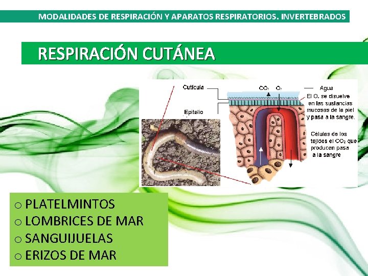 MODALIDADES DE RESPIRACIÓN Y APARATOS RESPIRATORIOS. INVERTEBRADOS RESPIRACIÓN CUTÁNEA o PLATELMINTOS o LOMBRICES DE