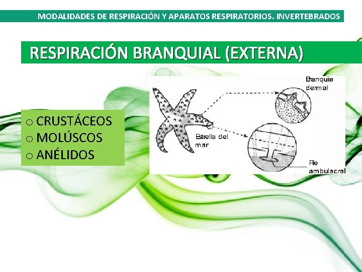 MODALIDADES DE RESPIRACIÓN Y APARATOS RESPIRATORIOS. INVERTEBRADOS RESPIRACIÓN BRANQUIAL (EXTERNA) o CRUSTÁCEOS o MOLÚSCOS