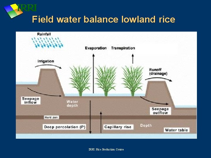 Field water balance lowland rice IRRI: Rice Production Course 