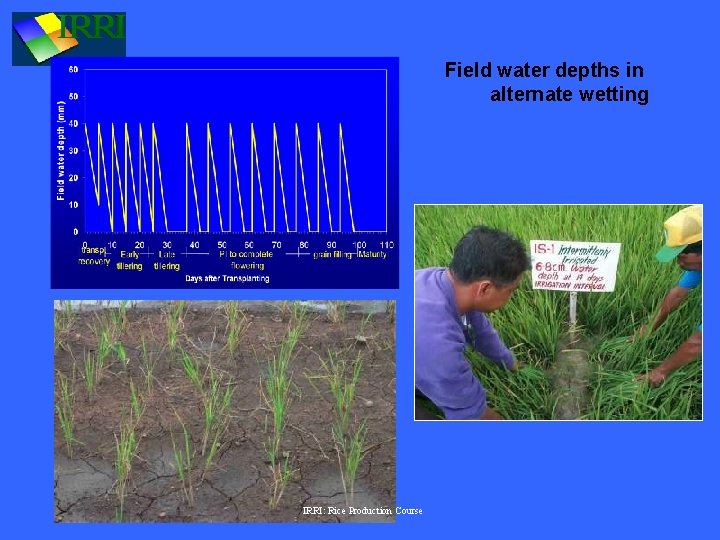Field water depths in alternate wetting IRRI: Rice Production Course 