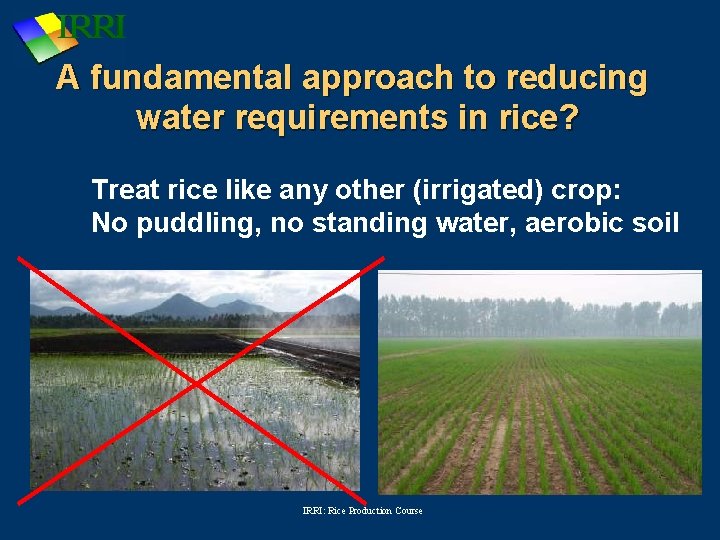 A fundamental approach to reducing water requirements in rice? Treat rice like any other