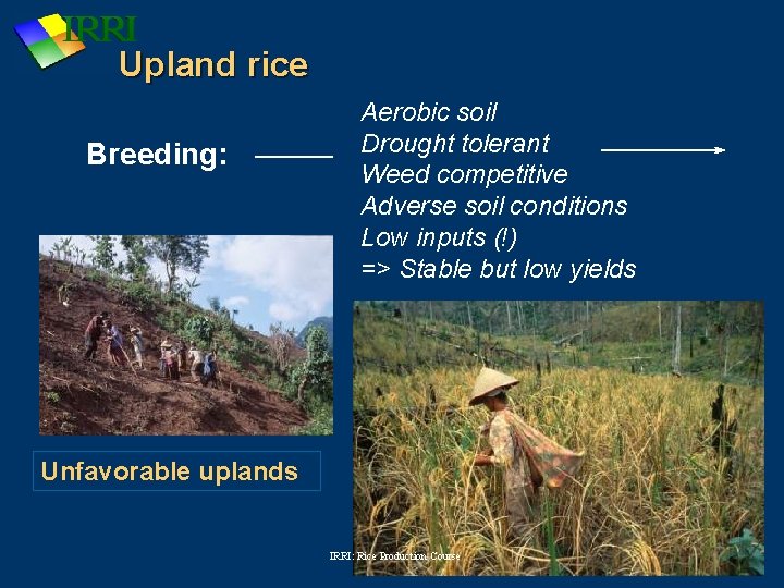 Upland rice Breeding: Aerobic soil Drought tolerant Weed competitive Adverse soil conditions Low inputs