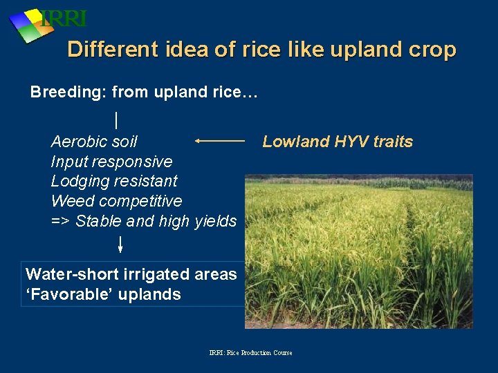 Different idea of rice like upland crop Breeding: from upland rice… Aerobic soil Input