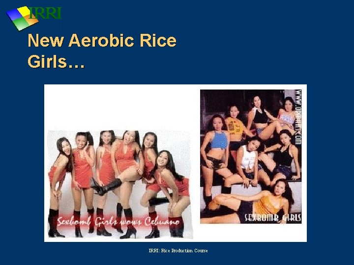 New Aerobic Rice Girls… IRRI: Rice Production Course 