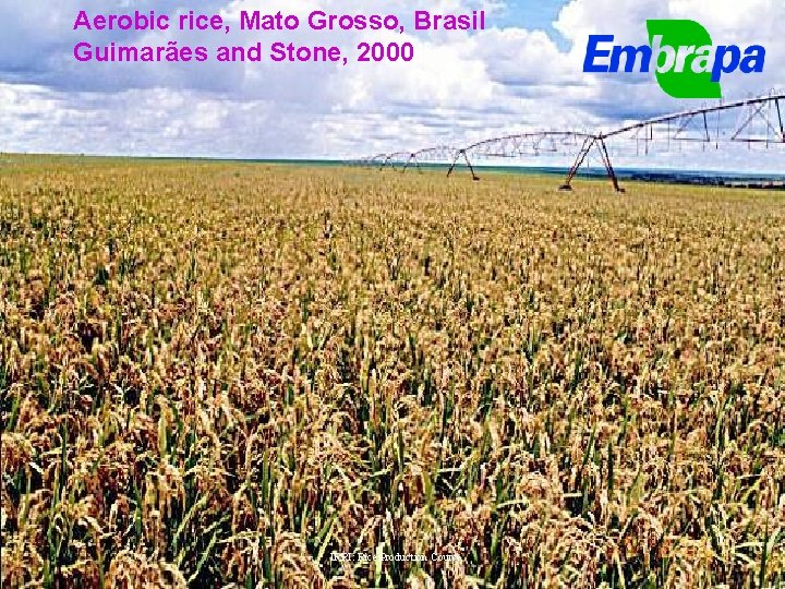 Aerobic rice, Mato Grosso, Brasil Guimarães and Stone, 2000 IRRI: Rice Production Course 