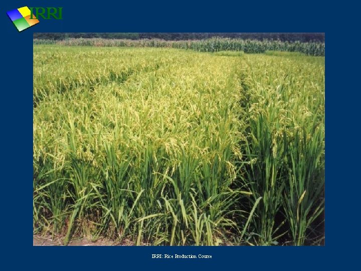 IRRI: Rice Production Course 