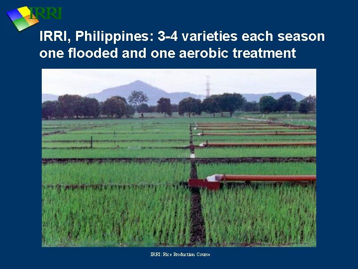 IRRI, Philippines: 3 -4 varieties each season one flooded and one aerobic treatment IRRI: