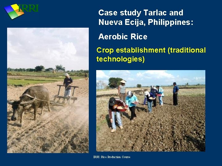 Case study Tarlac and Nueva Ecija, Philippines: Aerobic Rice Crop establishment (traditional technologies) IRRI: