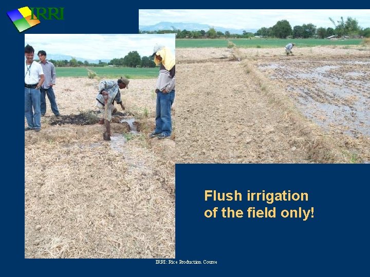 Flush irrigation of the field only! IRRI: Rice Production Course 